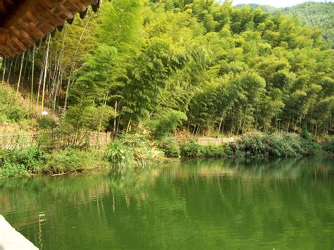 ¡Sumérgete en la majestuosidad del Bosque de Bambú Huangshan y descubre un paraíso verde!