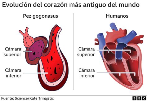  La Casa de los Peces: Una Maravilla Subacuática en el Corazón de Navarra